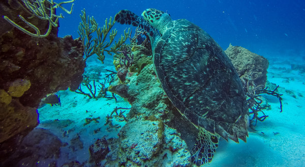 Tortue Mexique