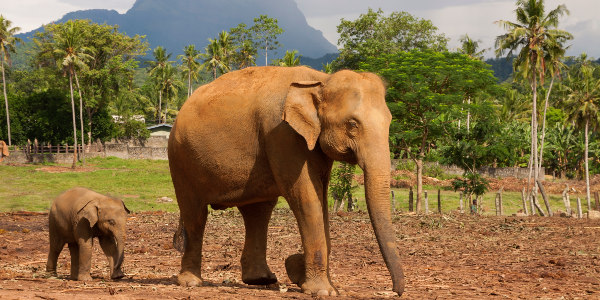 Elephants Sri Lanka