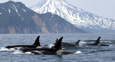 Les meilleurs endroits pour observer les mammifères marins dans le monde