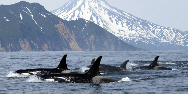 Les meilleurs endroits pour observer les mammifères marins dans le ...