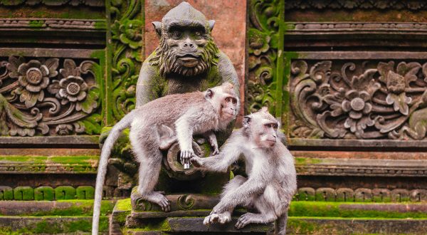 Forêt des singes Indonésie