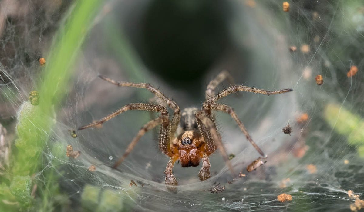 Mygale atrax