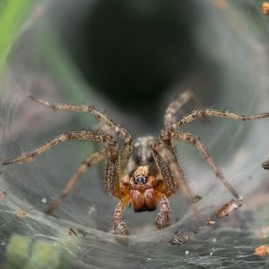 Mygale Atrax 1