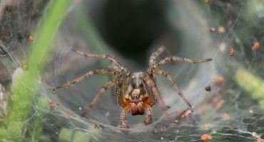 Australie : ces 10 animaux dangereux sur lesquels vous risquez de tomber