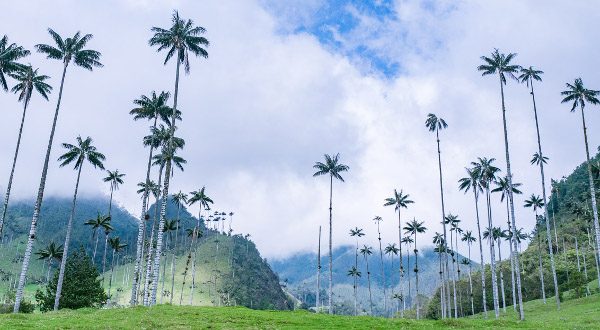 Valle-Cocora-Colombie