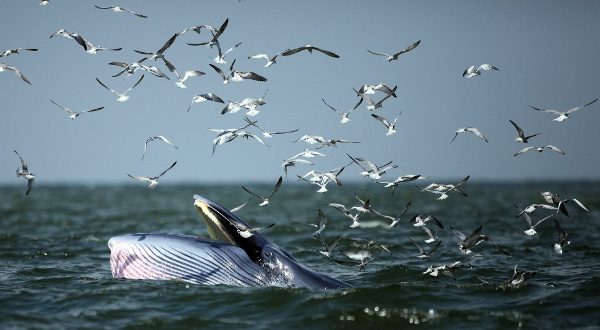 Baleines bleues, côtes sri-Lankaises - Copy