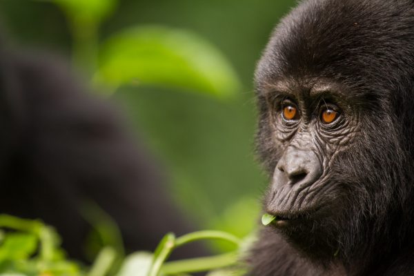 Rwanda gorille