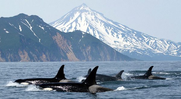 baleines tueuses