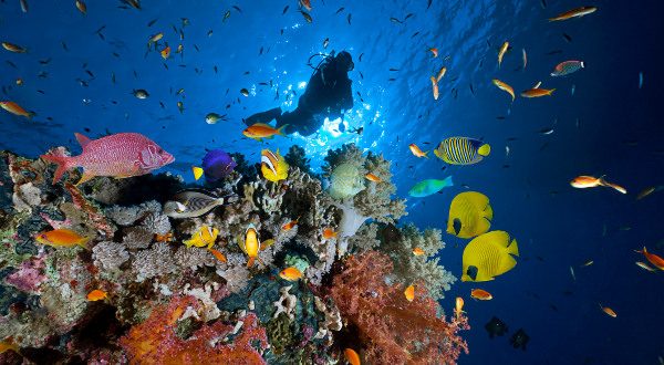 plongée sous marine
