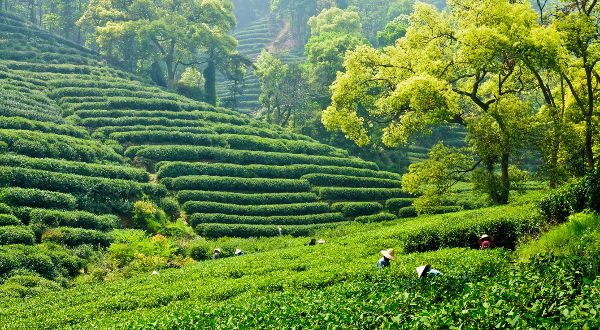 Hangzhou plantation de thé