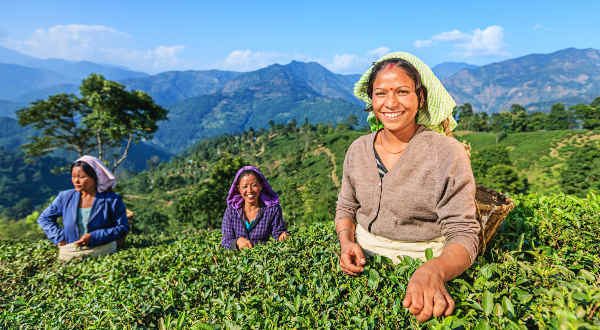 thé Darjeeling, Inde