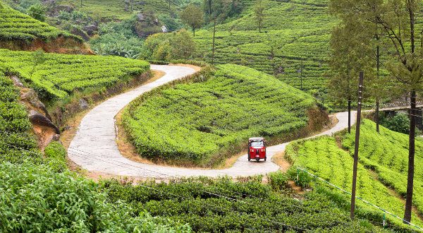 où partir en mars Sri Lanka - cultures de thé
