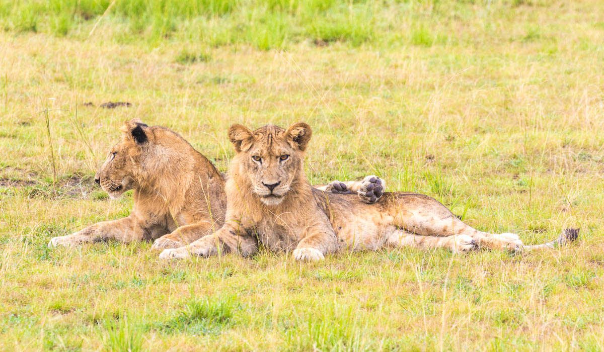 0-lagirafeetlegrizzly-lions-queen-elizabeth
