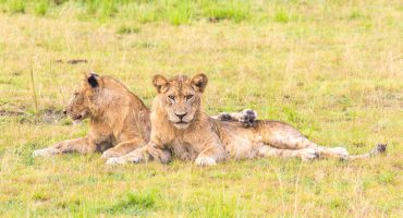 La Girafe & le Grizzly : le blog dédié aux amoureux des voyages et des animaux