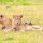 0-lagirafeetlegrizzly-lions-queen-elizabeth