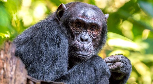 11-lagirafeetlegrizzly-chimpanze-kibale