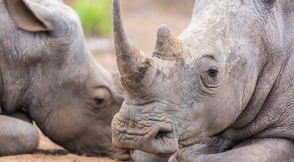 2-lagirafeetlegrizzly-rhinoceros-kruger