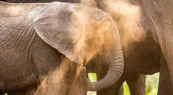 éléphants
