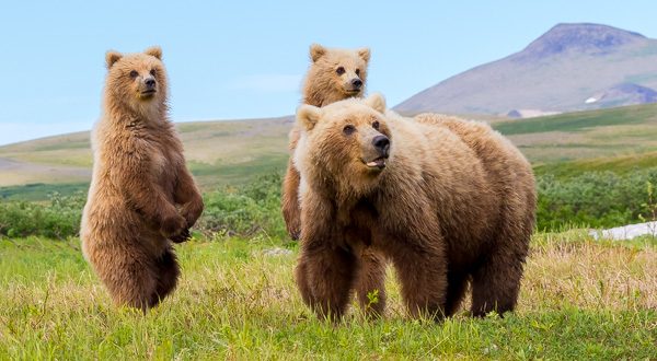7-lagirafeetlegrizzly-ours-famille