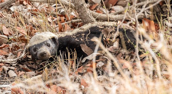 9-lagirafeetlegrizzly-ratel-kruger