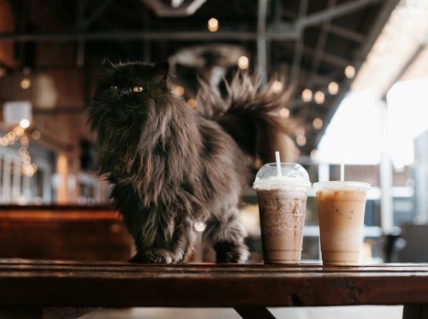 Bar à chats