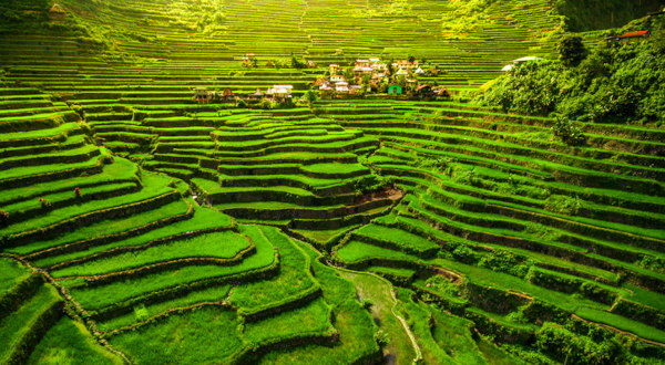 incontournables aux philippines rizières