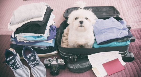 Emporter son chien en voyage
