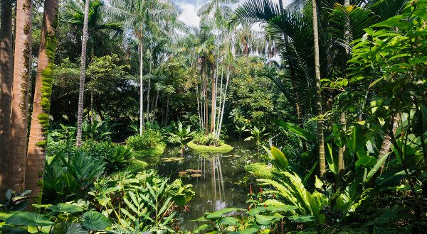 Jardin-Botanique-Singapour