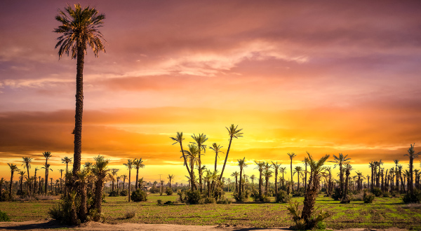 Palmeraie Marrakech iStock