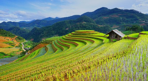campo de arroz vietnamita