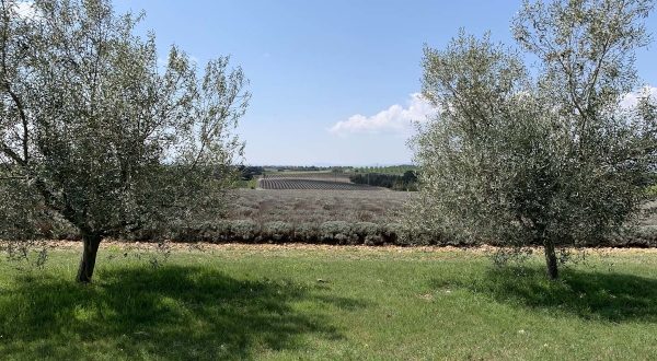 Plateau de Valensole