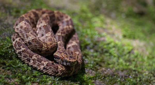 vipère fer de lance