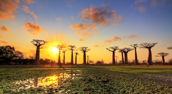 Baobabs incontournables Madagascar