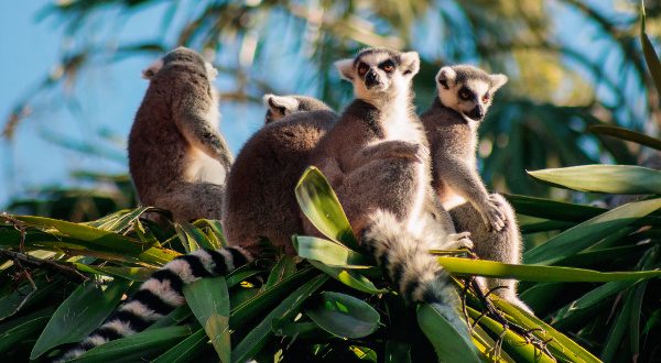 Madagascar