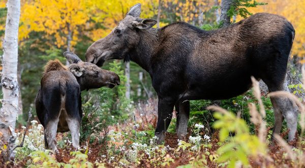 Parc national de la Gaspésie, Québec, iStock