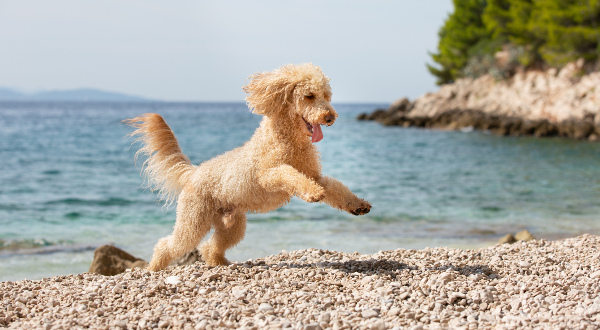 Chien sur une plage en Croatie