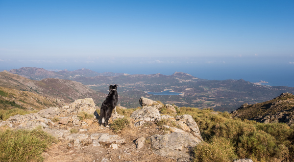 Voyage en Corse avec son chien