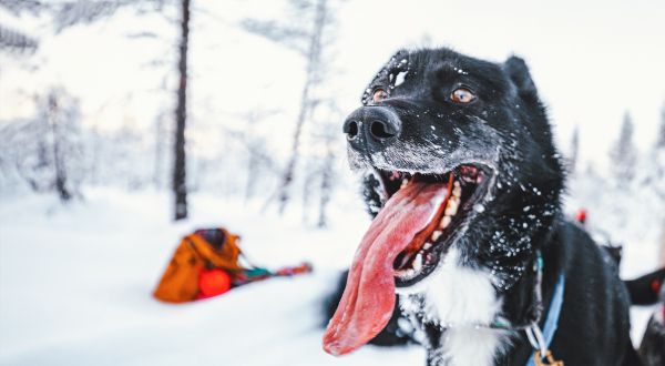 Chien dans la neige de Laponie