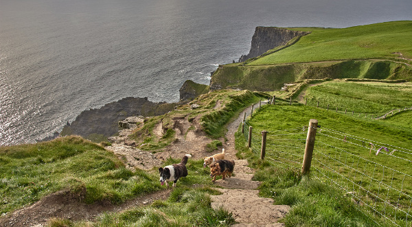 Balade avec ses chiens en Irlande