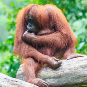 Indonésie Orang Outan