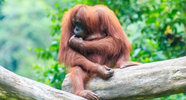 À la rencontre des orangs-outans en Indonésie