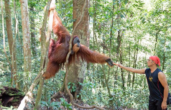 Orang-outan Indonésie