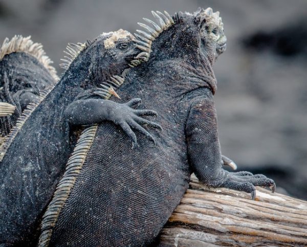 Iguanes Galapagos
