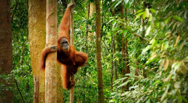 orang outan