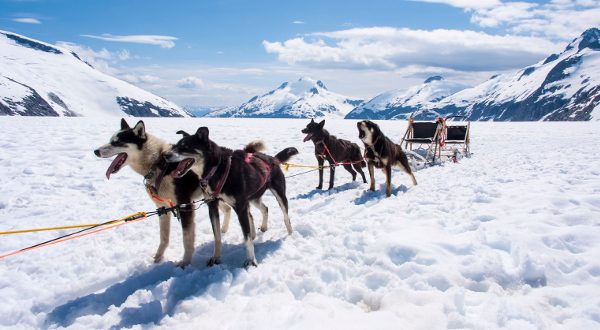 Chien de Traîneau Alaska iStock 600x330