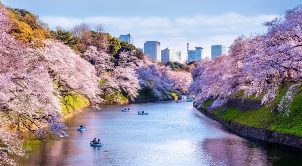 Japon printemps florison 600x300 iStock