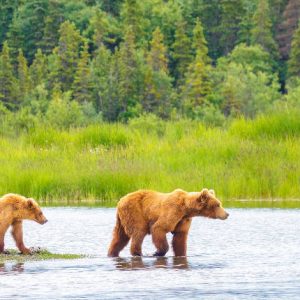 Voyage Alaska header 1200x430