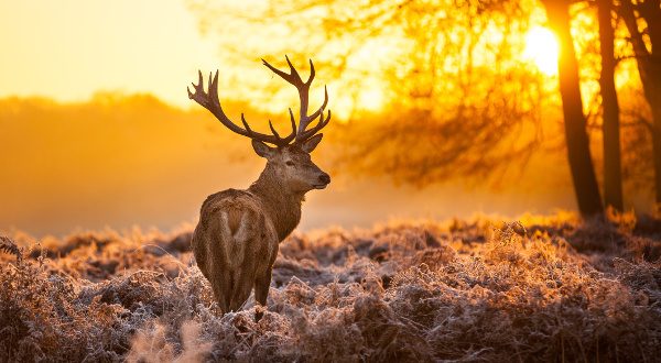 Richmond Park Londres iStock
