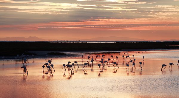 Camargue-France-iStock