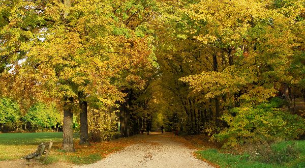 Forêt de Meudon